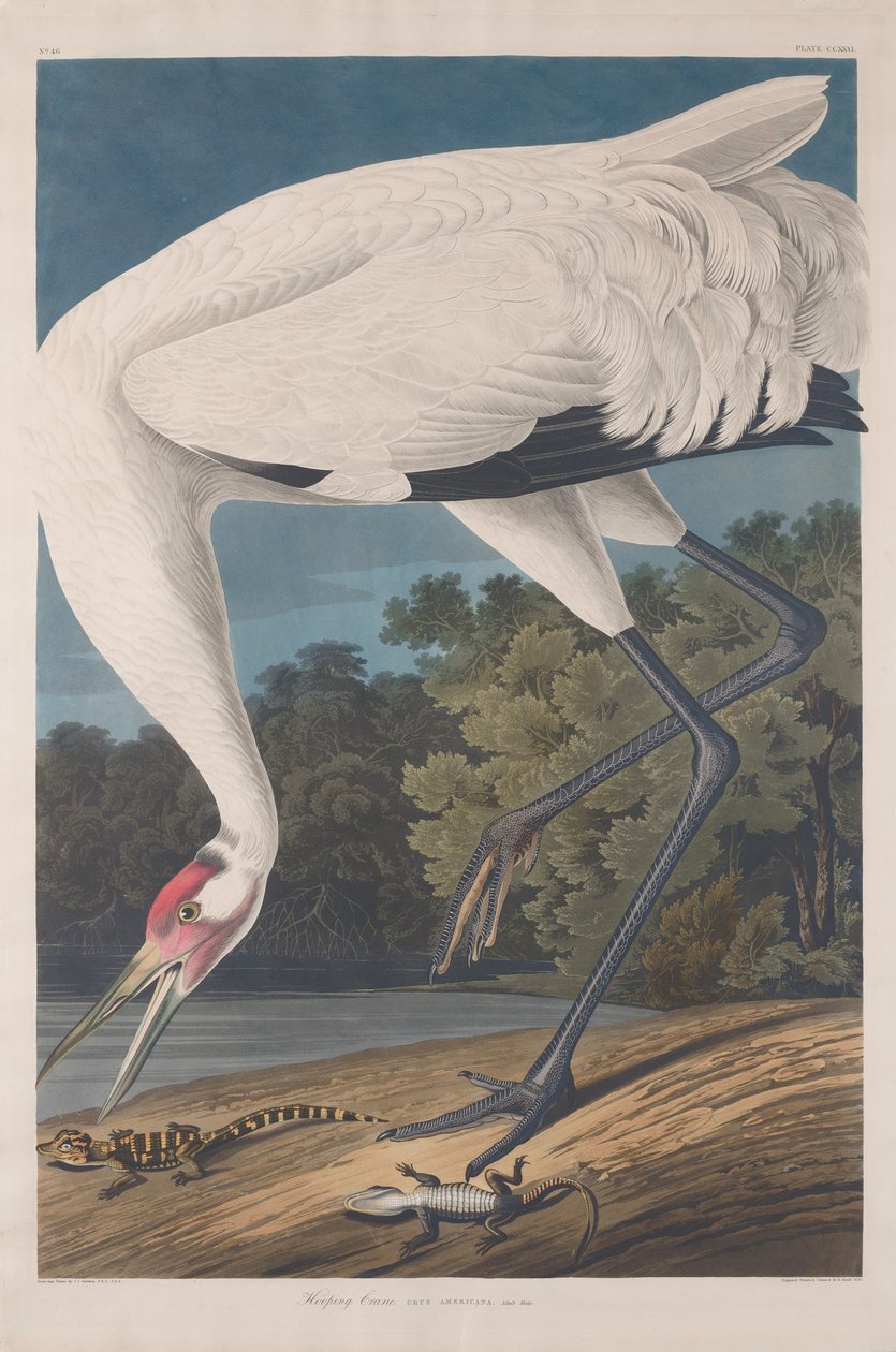 Karikás daru alkotó: Robert Havell after John James Audubon