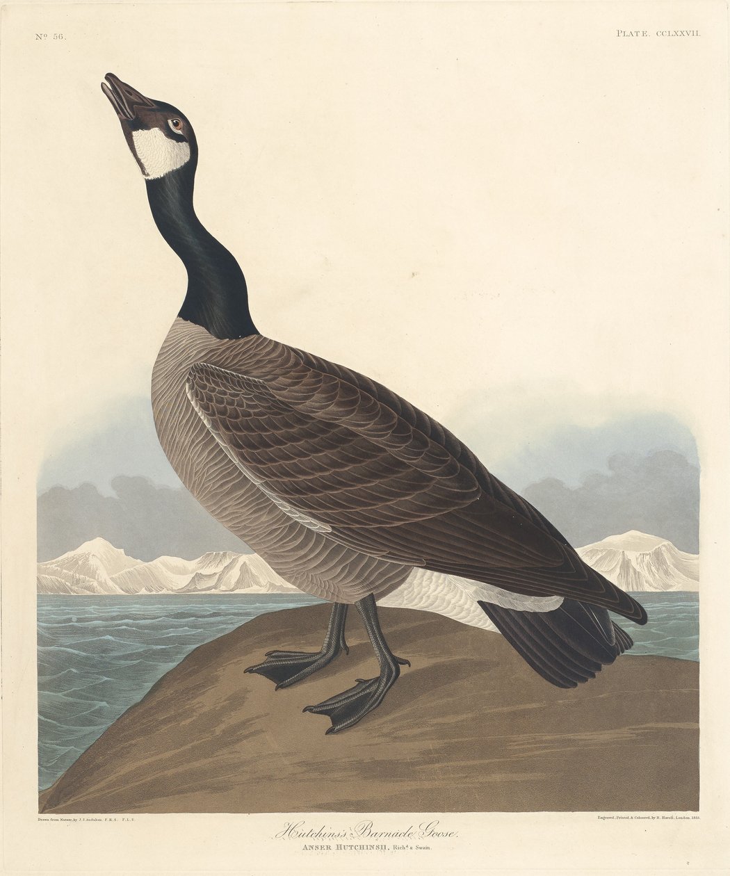 Hutchin barnacle Goose alkotó: Robert Havell after John James Audubon