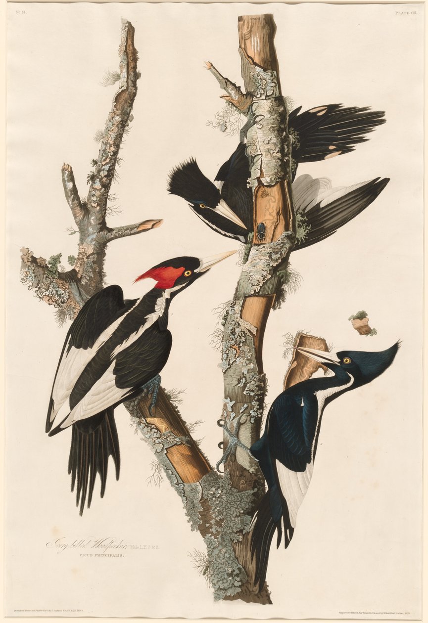 Elefántcsontcsőrű harkály alkotó: Robert Havell after John James Audubon