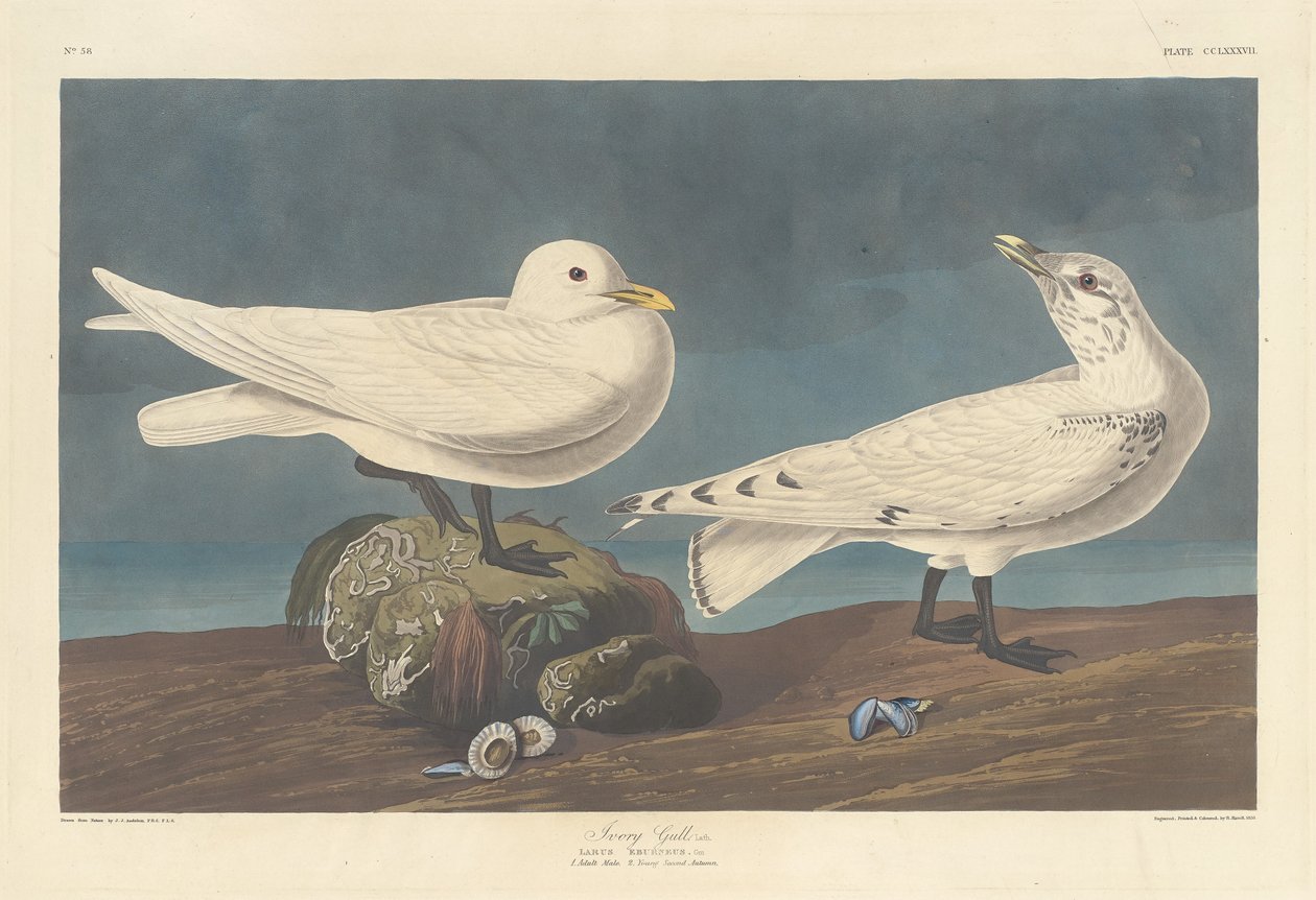 Elefántcsontsirály alkotó: Robert Havell after John James Audubon