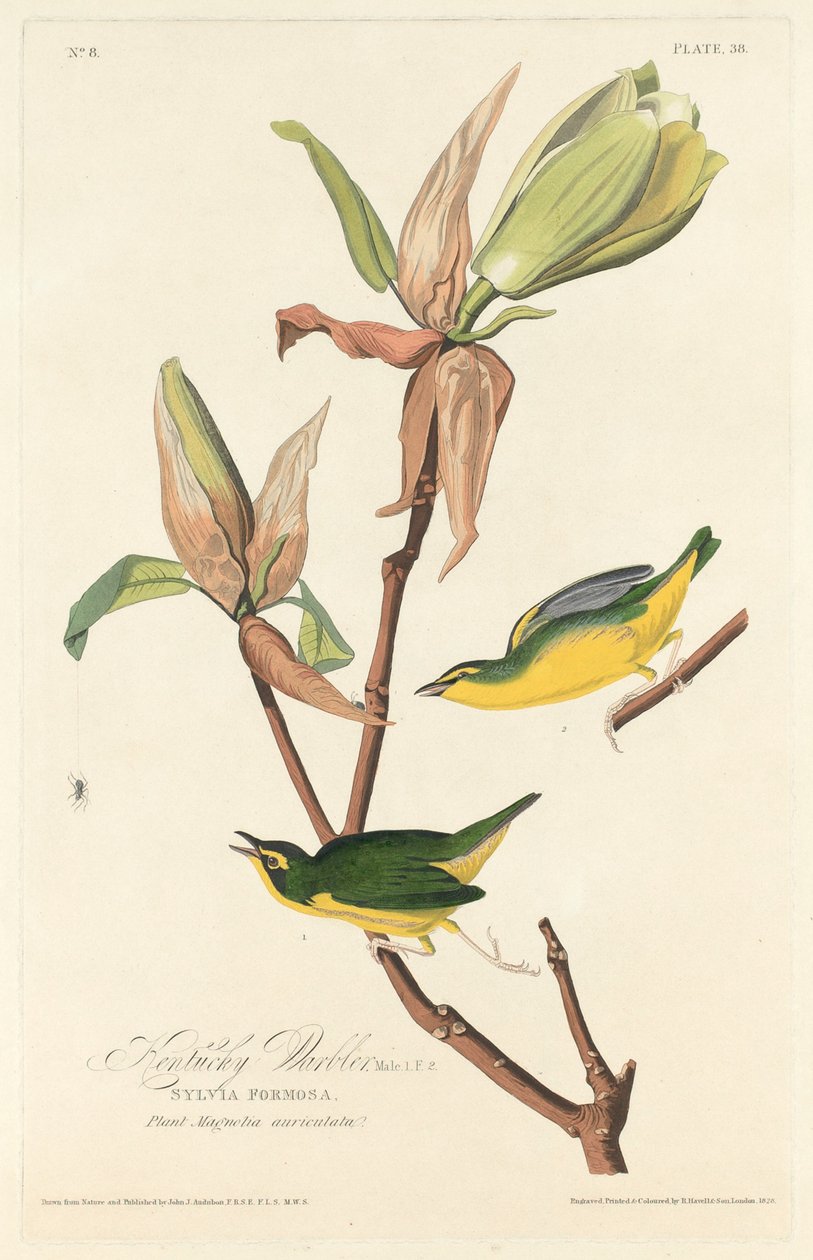 Kentucky poszáta alkotó: Robert Havell after John James Audubon