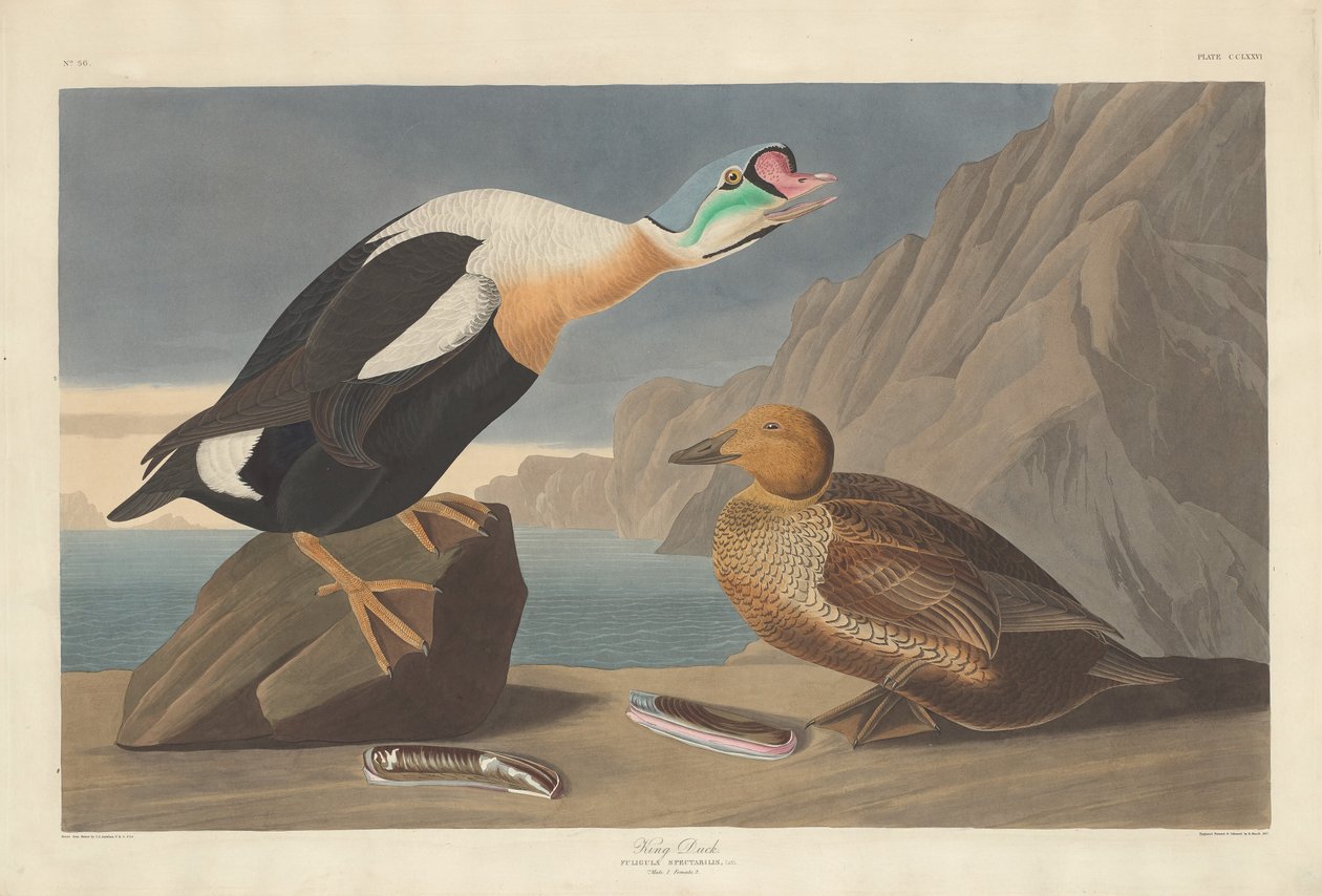 Kacsa király alkotó: Robert Havell after John James Audubon