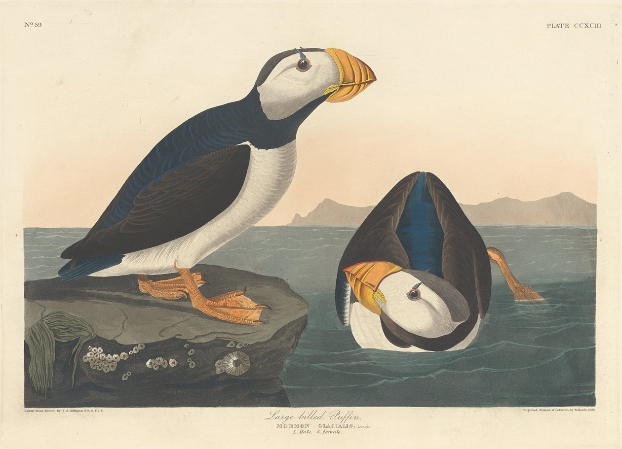 Nagycsőrű Puffin alkotó: Robert Havell after John James Audubon
