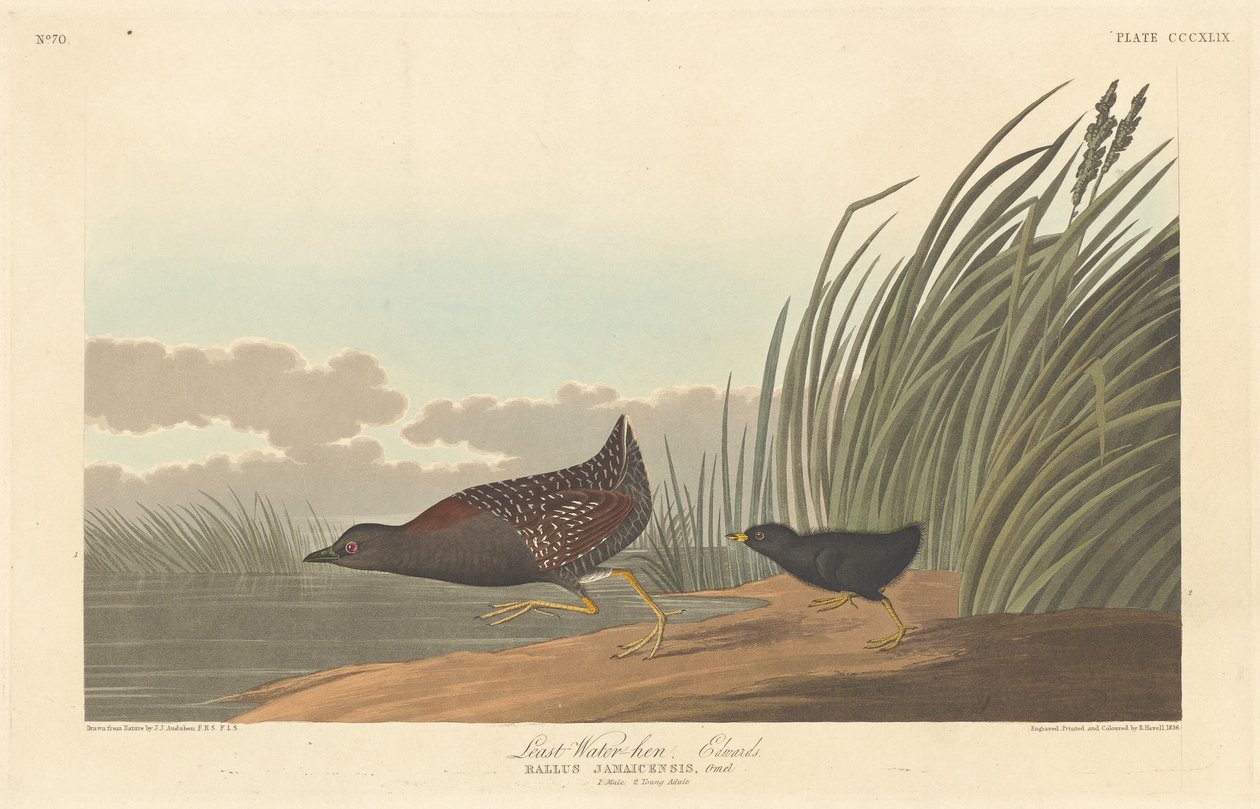 Legkevésbé víz-tyúk alkotó: Robert Havell after John James Audubon