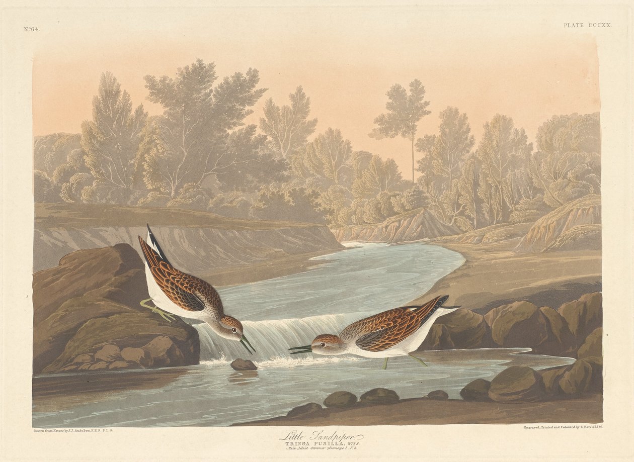 Kis Sandpiper alkotó: Robert Havell after John James Audubon