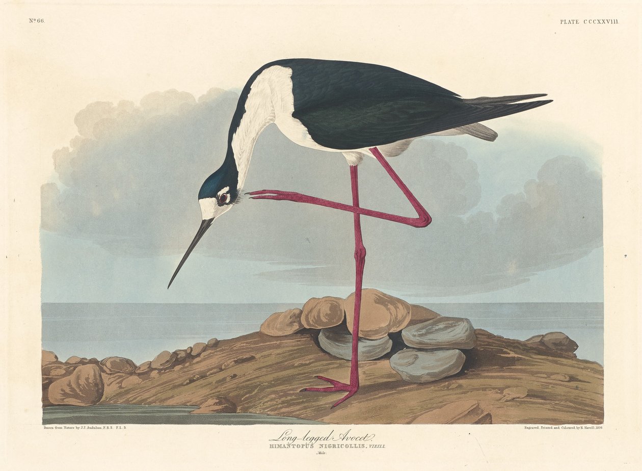 Hosszú lábú Avocet alkotó: Robert Havell after John James Audubon