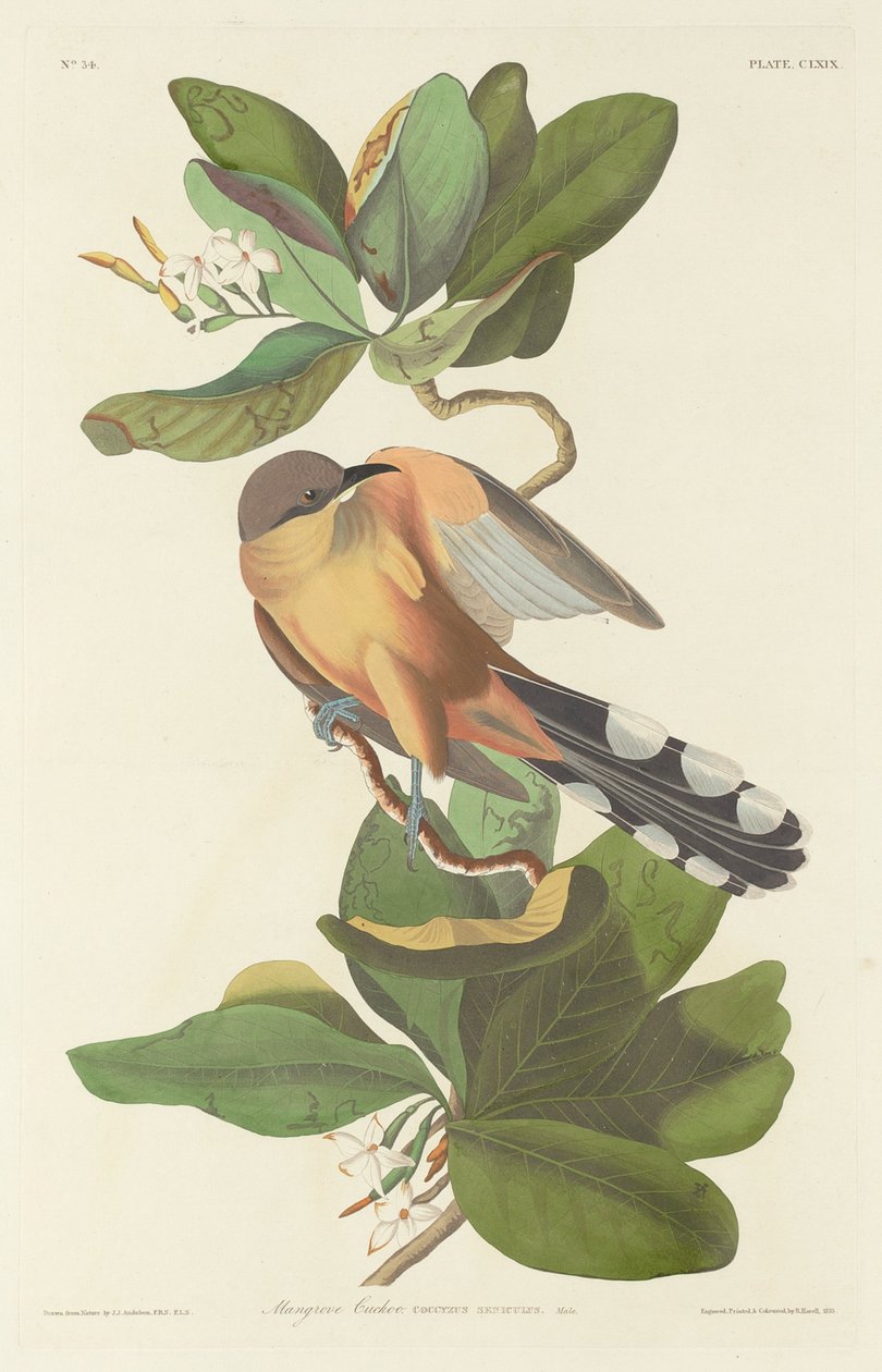 Mangrove kakukk alkotó: Robert Havell after John James Audubon