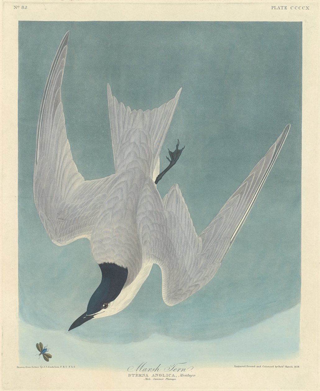 Mocsári csér alkotó: Robert Havell after John James Audubon