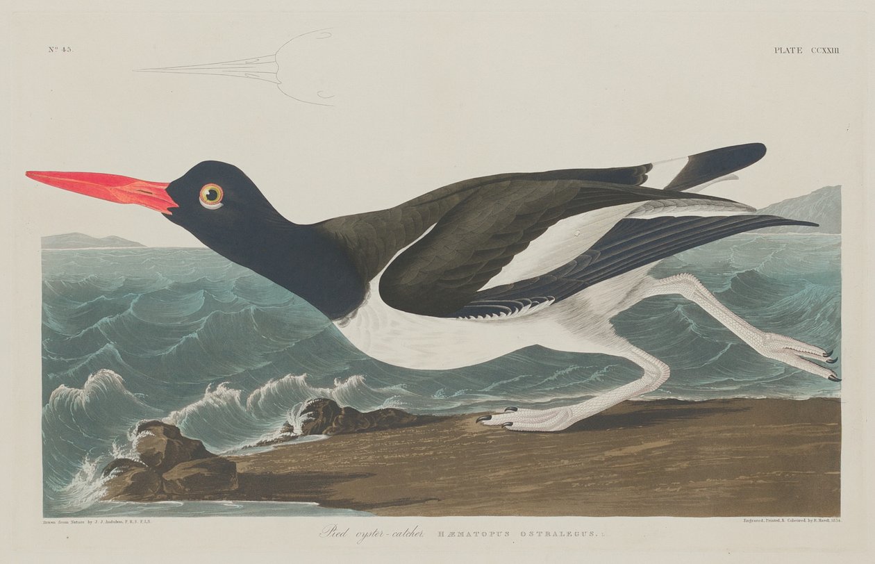 Pöttyös osztrigafogó alkotó: Robert Havell after John James Audubon