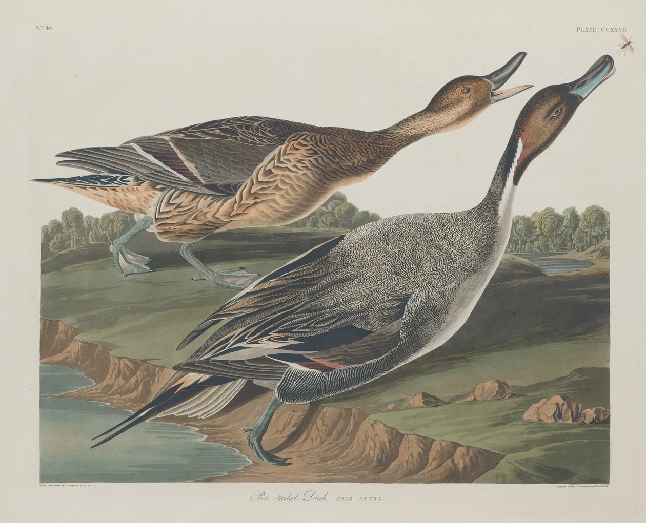 Pin-farkú kacsa alkotó: Robert Havell after John James Audubon