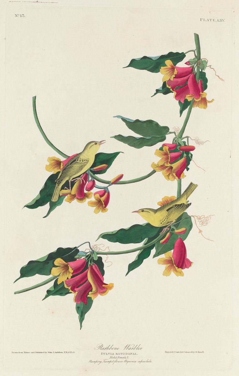 Rathbone poszáta alkotó: Robert Havell after John James Audubon
