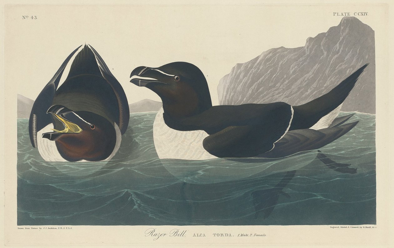 Borotva Bill alkotó: Robert Havell after John James Audubon