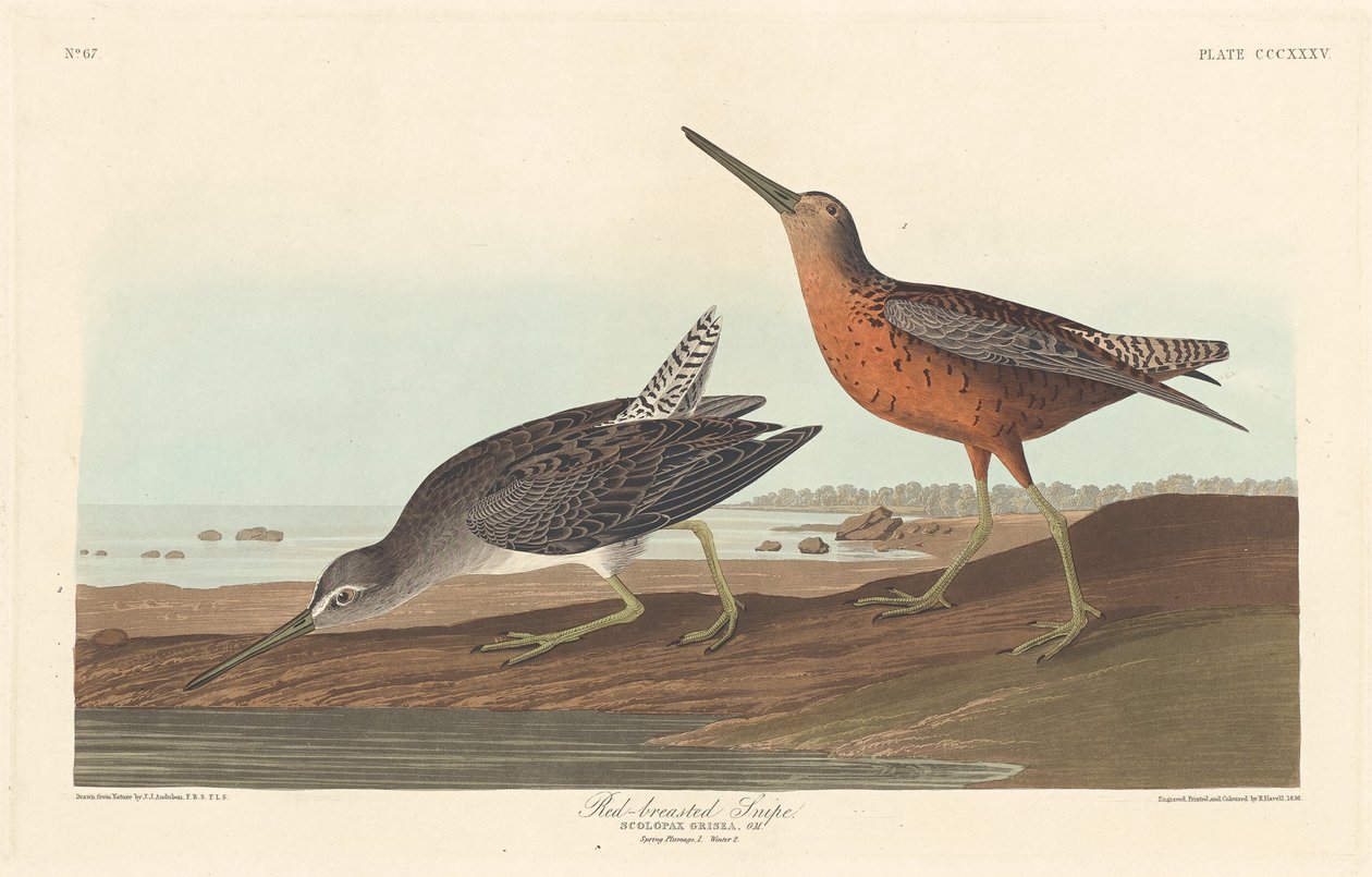 Vörösmellű szalonka alkotó: Robert Havell after John James Audubon