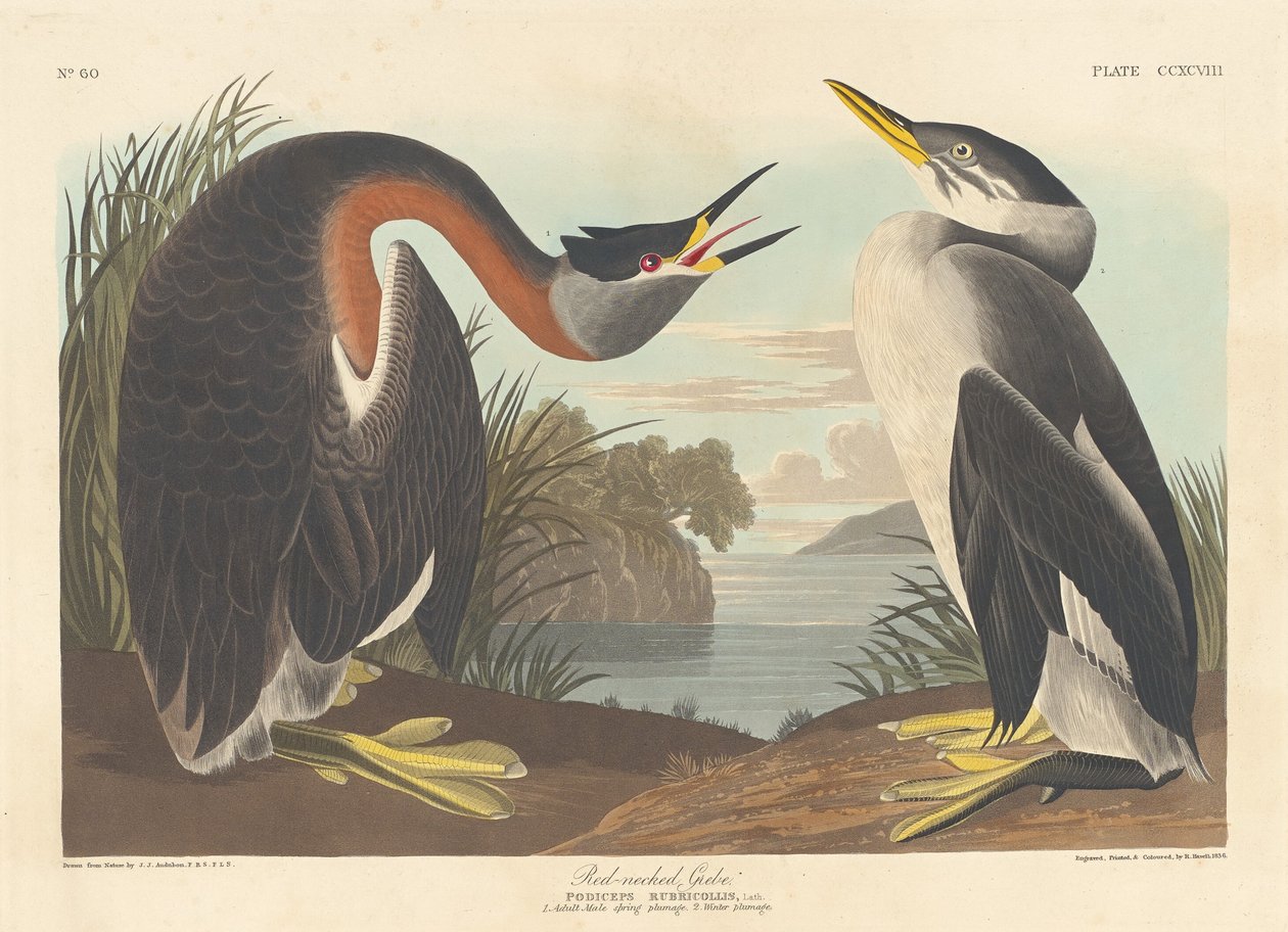 Vörösnyakú vöcsök alkotó: Robert Havell after John James Audubon
