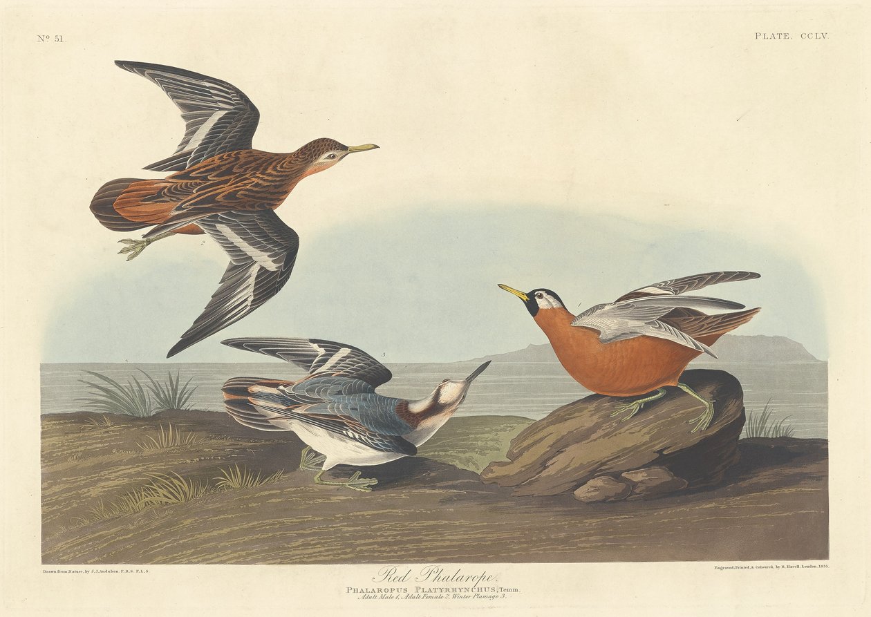 Vörös Phalarope alkotó: Robert Havell after John James Audubon