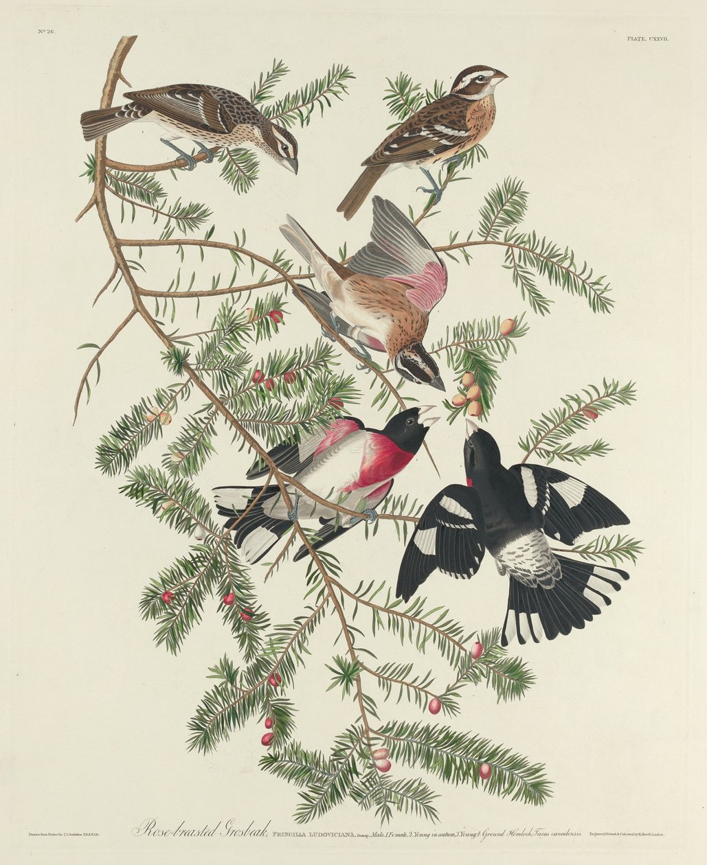 Rózsamellű rózsacsőr alkotó: Robert Havell after John James Audubon
