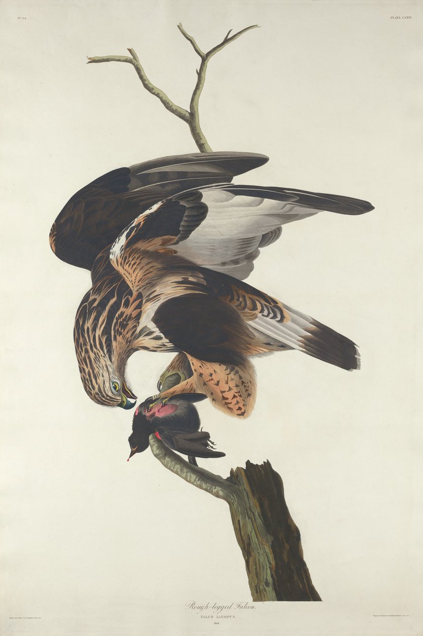 Durva lábú sólyom alkotó: Robert Havell after John James Audubon