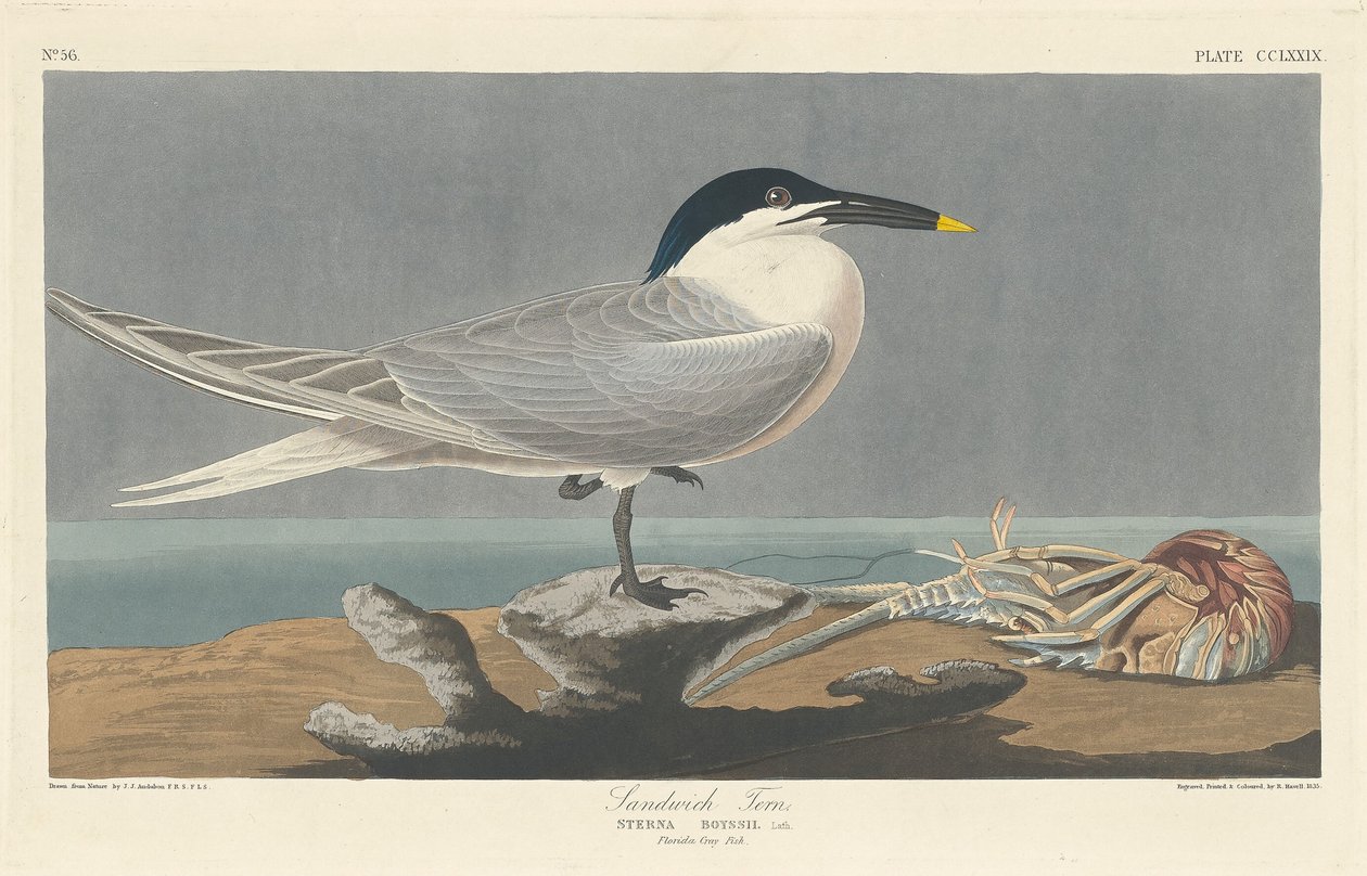 Szendvicscsér alkotó: Robert Havell after John James Audubon