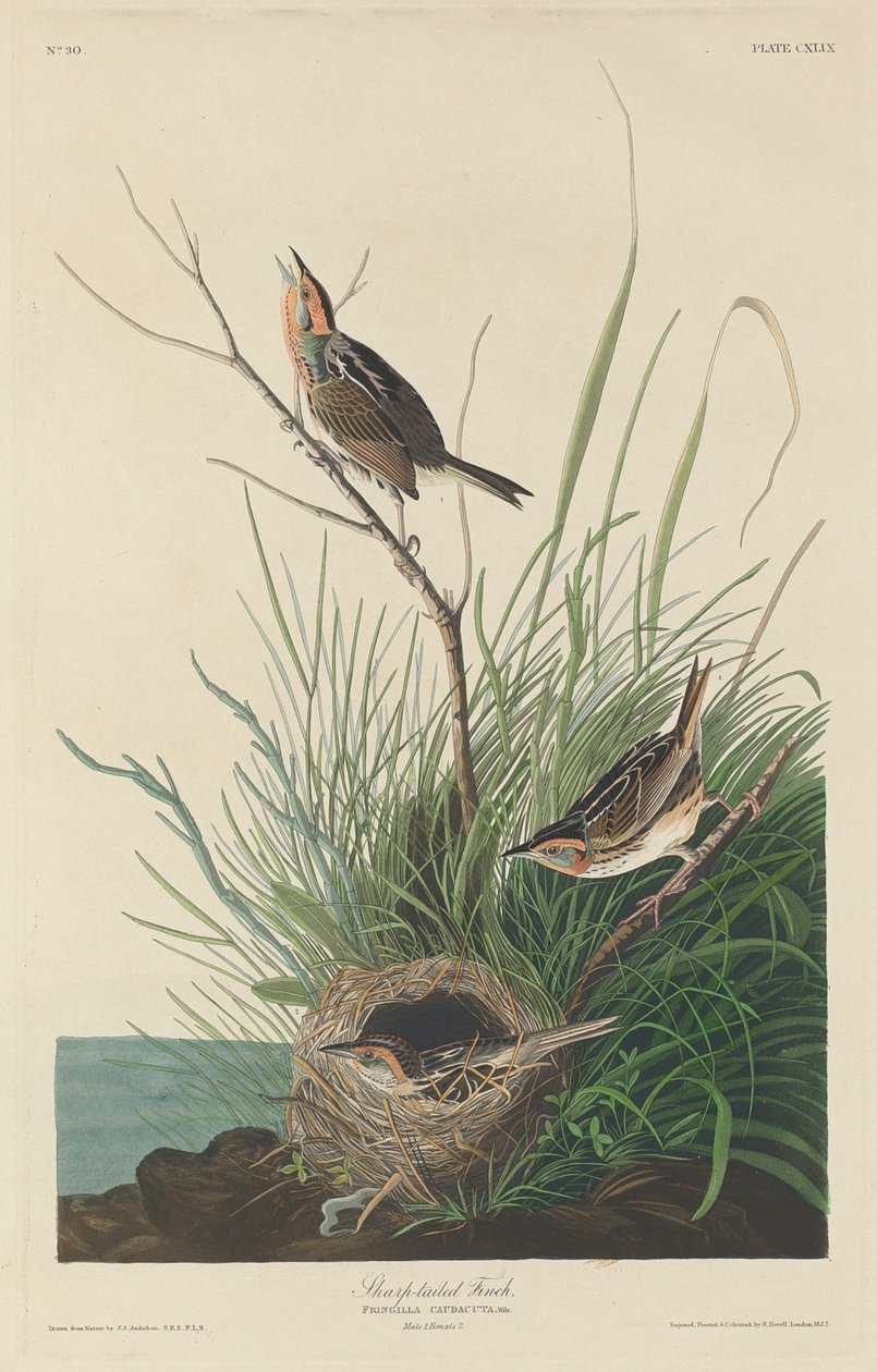 Élesfarkú pinty alkotó: Robert Havell after John James Audubon