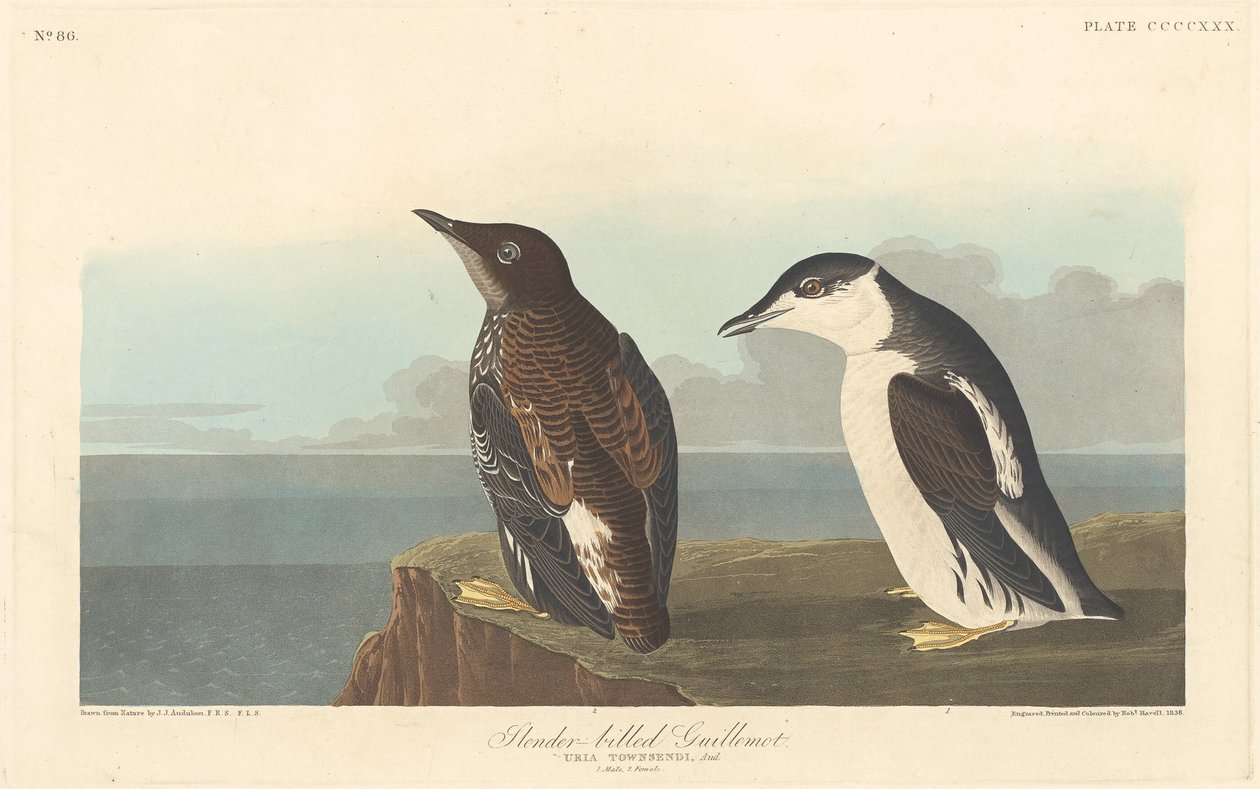 Karcsú csőrű Guillemot alkotó: Robert Havell after John James Audubon