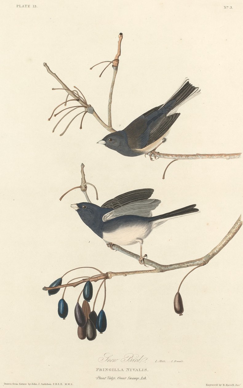 Hósármány alkotó: Robert Havell after John James Audubon