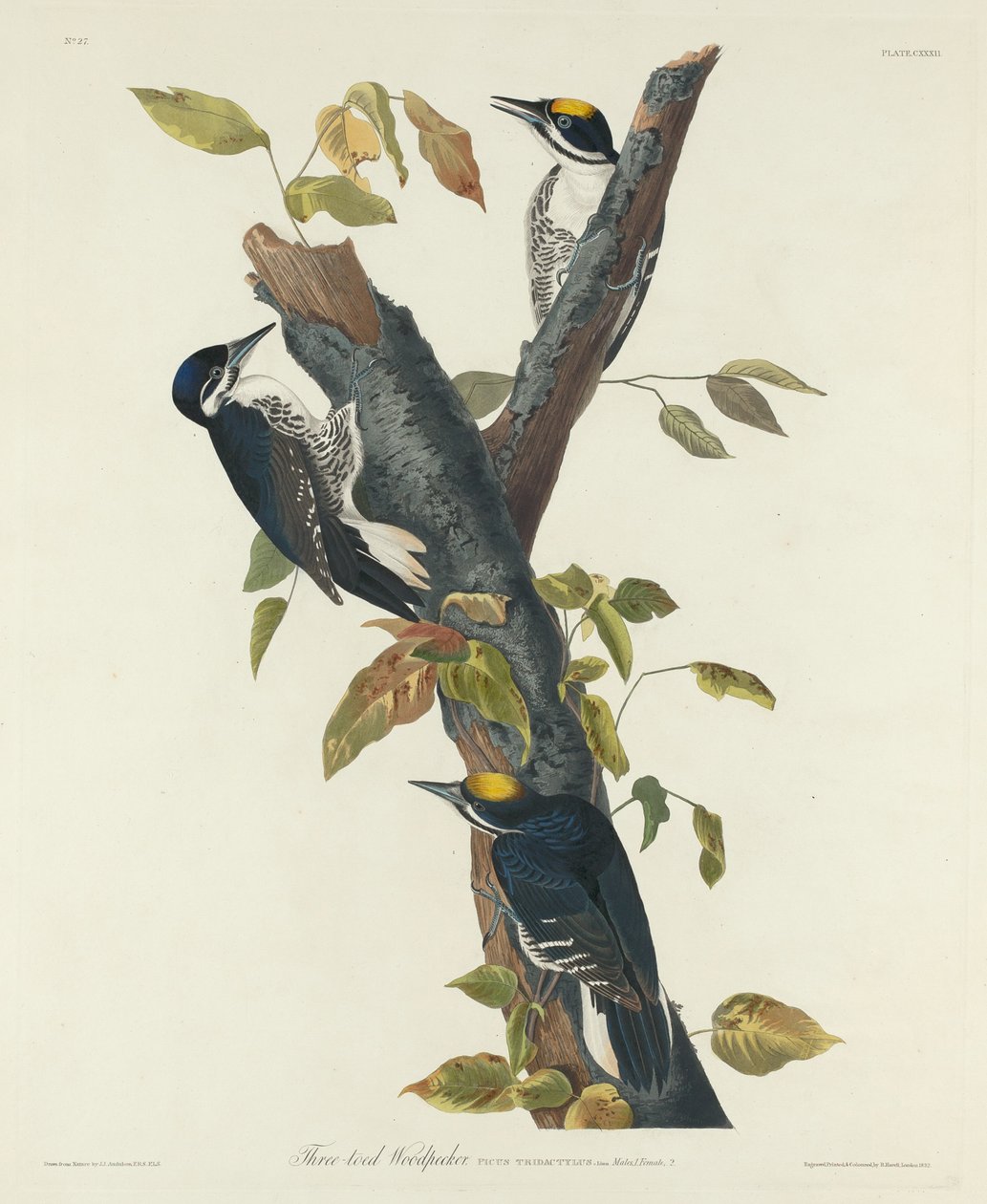 Háromujjú harkály alkotó: Robert Havell after John James Audubon