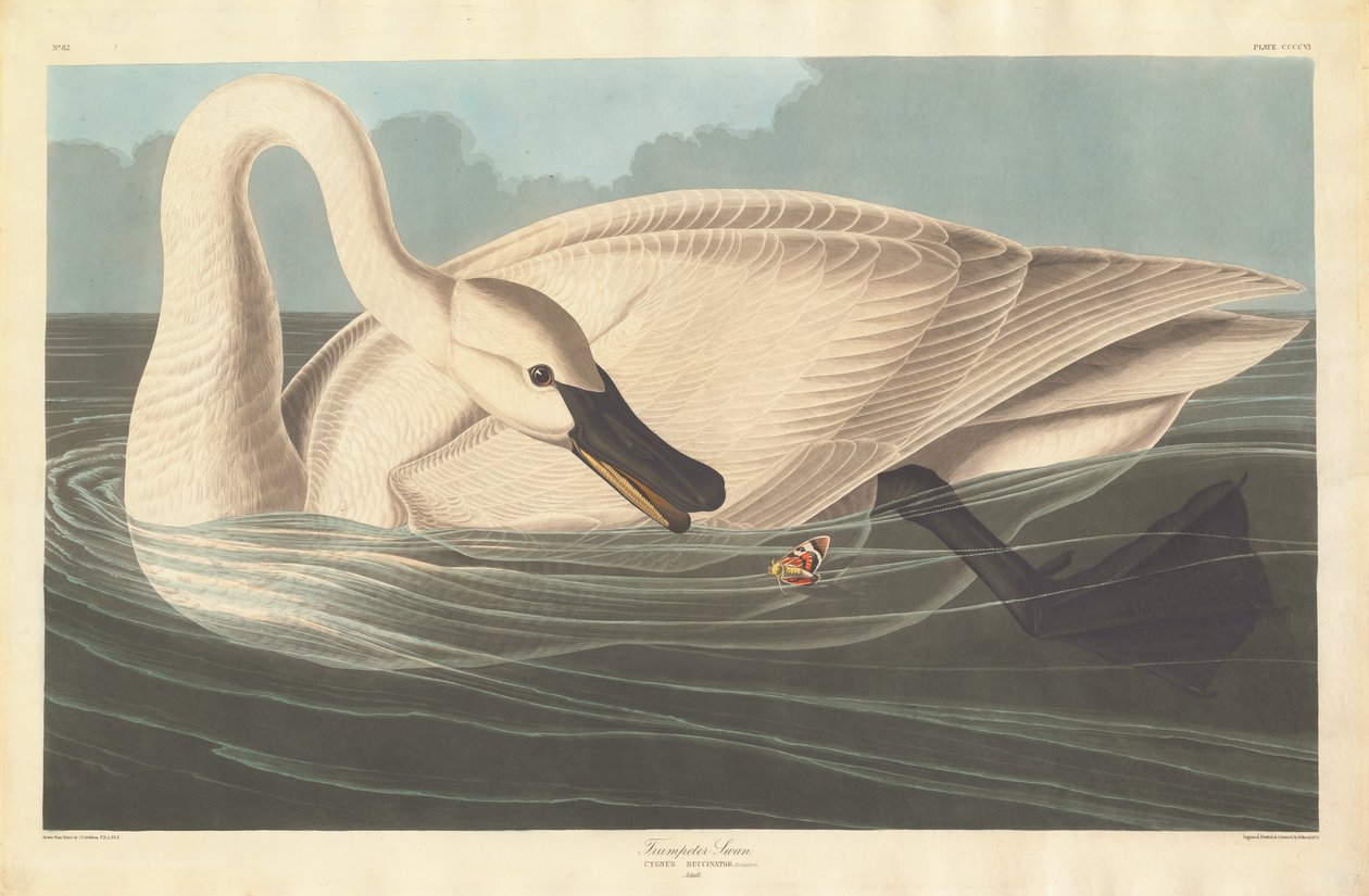 Trombitás hattyú alkotó: Robert Havell after John James Audubon