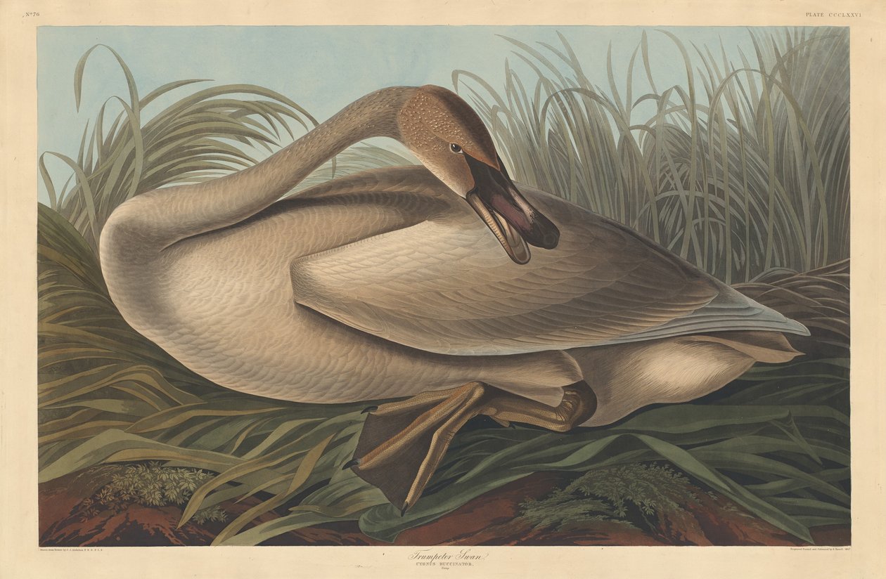 Trombitás hattyú alkotó: Robert Havell after John James Audubon