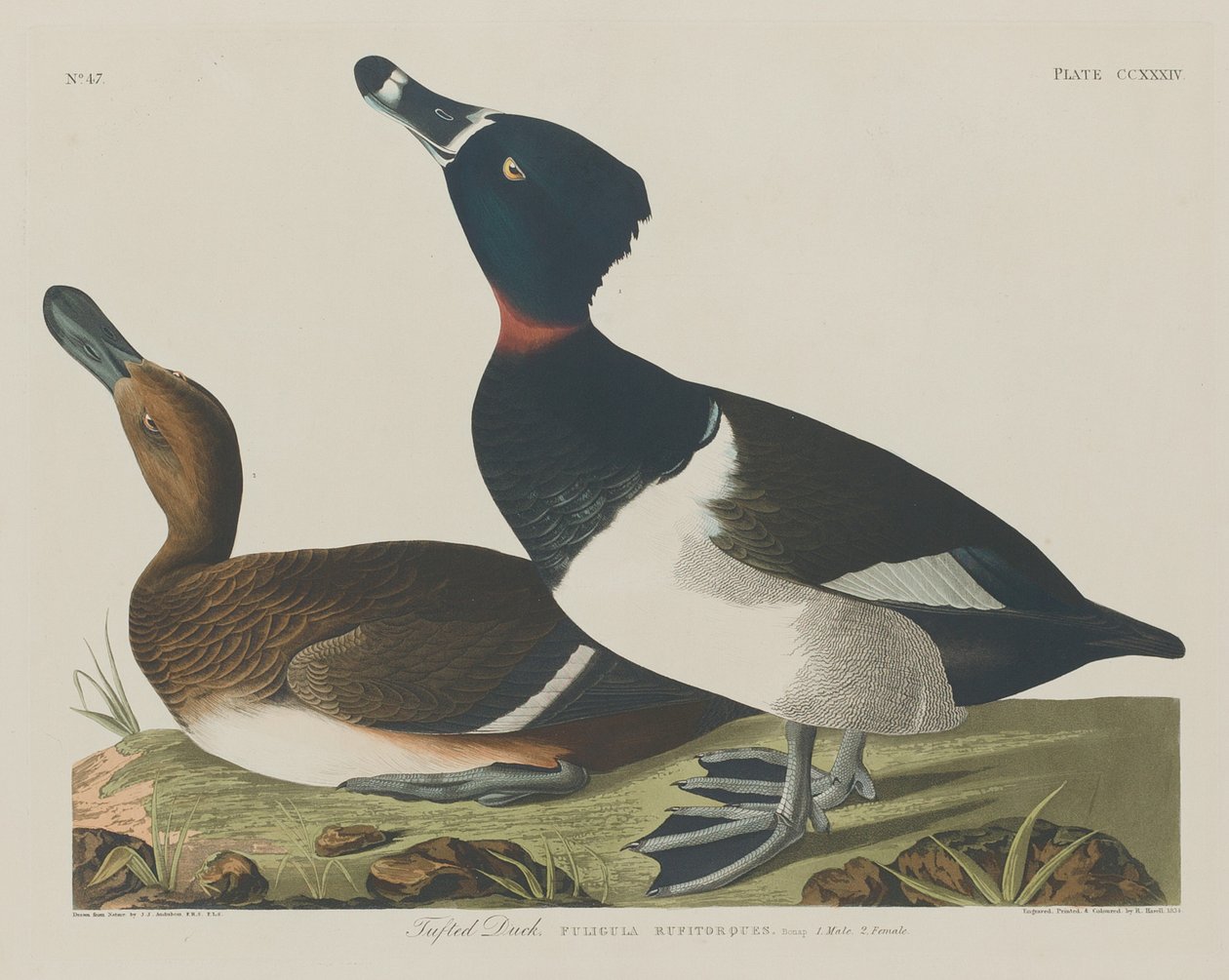 Bojtos kacsa alkotó: Robert Havell after John James Audubon