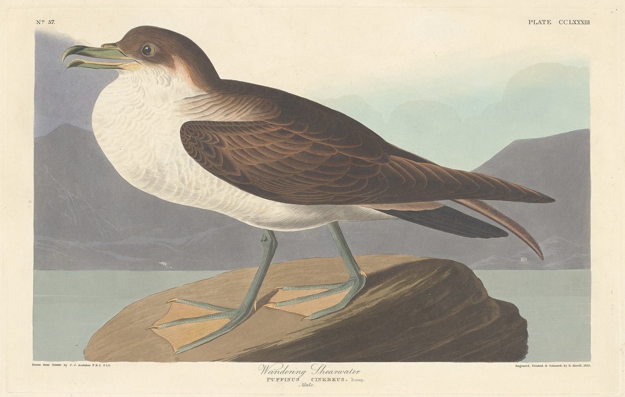 Vándor Shearwater alkotó: Robert Havell after John James Audubon
