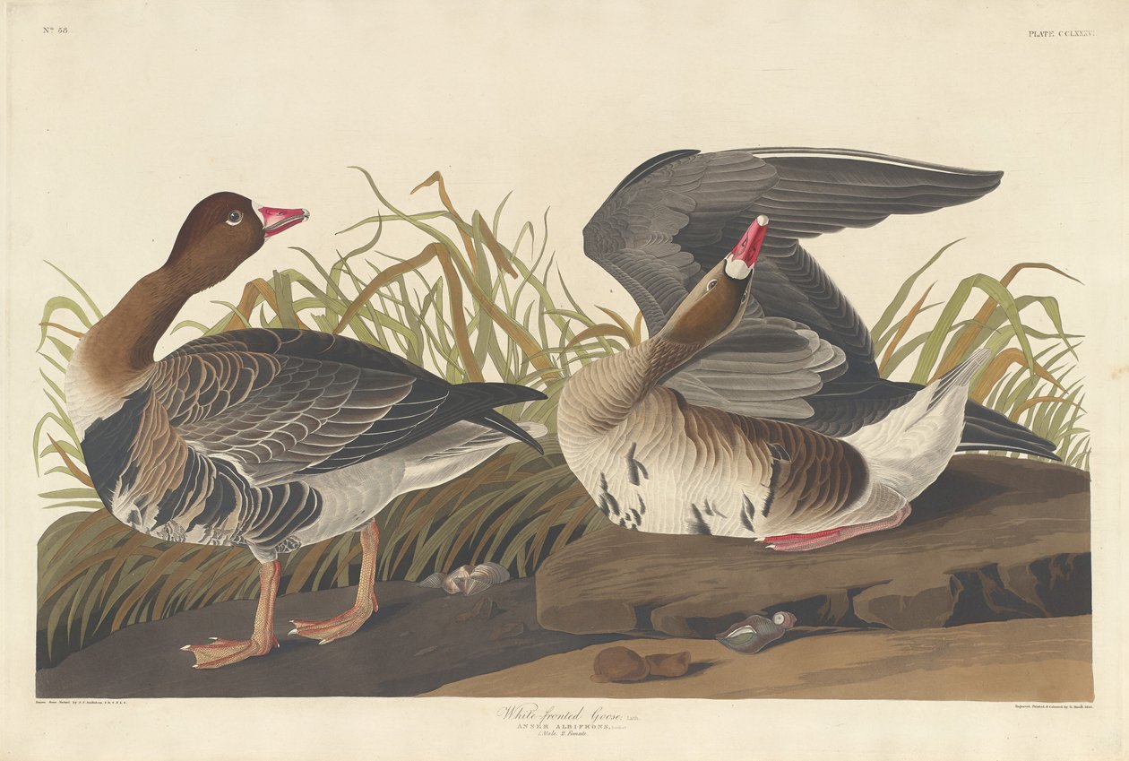 Fehérhomlú liba alkotó: Robert Havell after John James Audubon