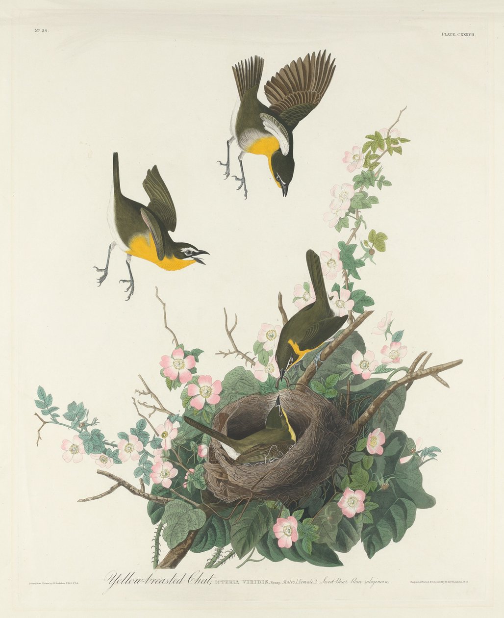 Sárgamellű Chat alkotó: Robert Havell after John James Audubon