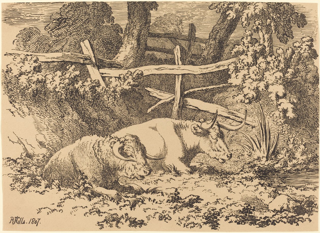 Szarvasmarha pihen alkotó: Robert Hills