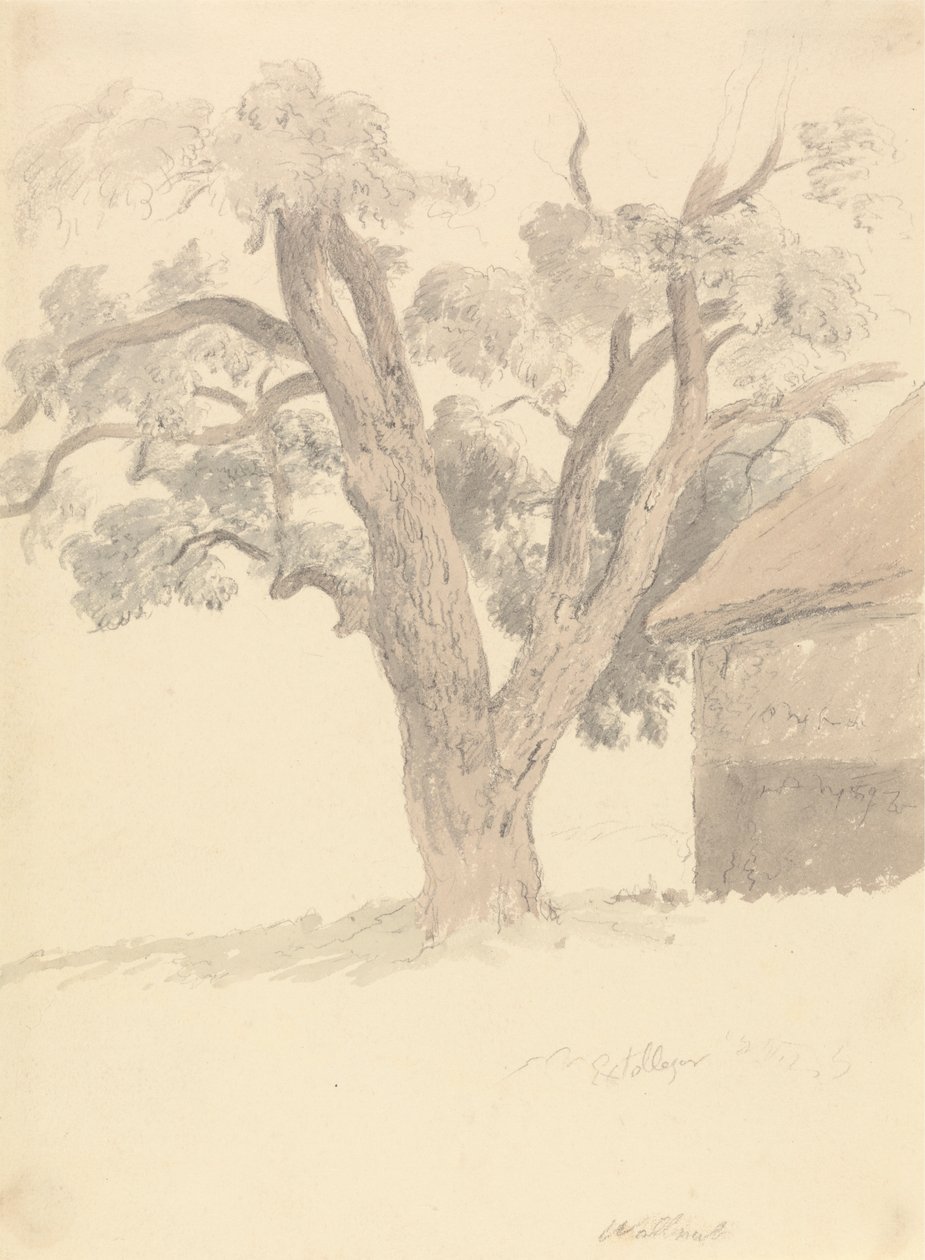 Diófa alkotó: Robert Hills
