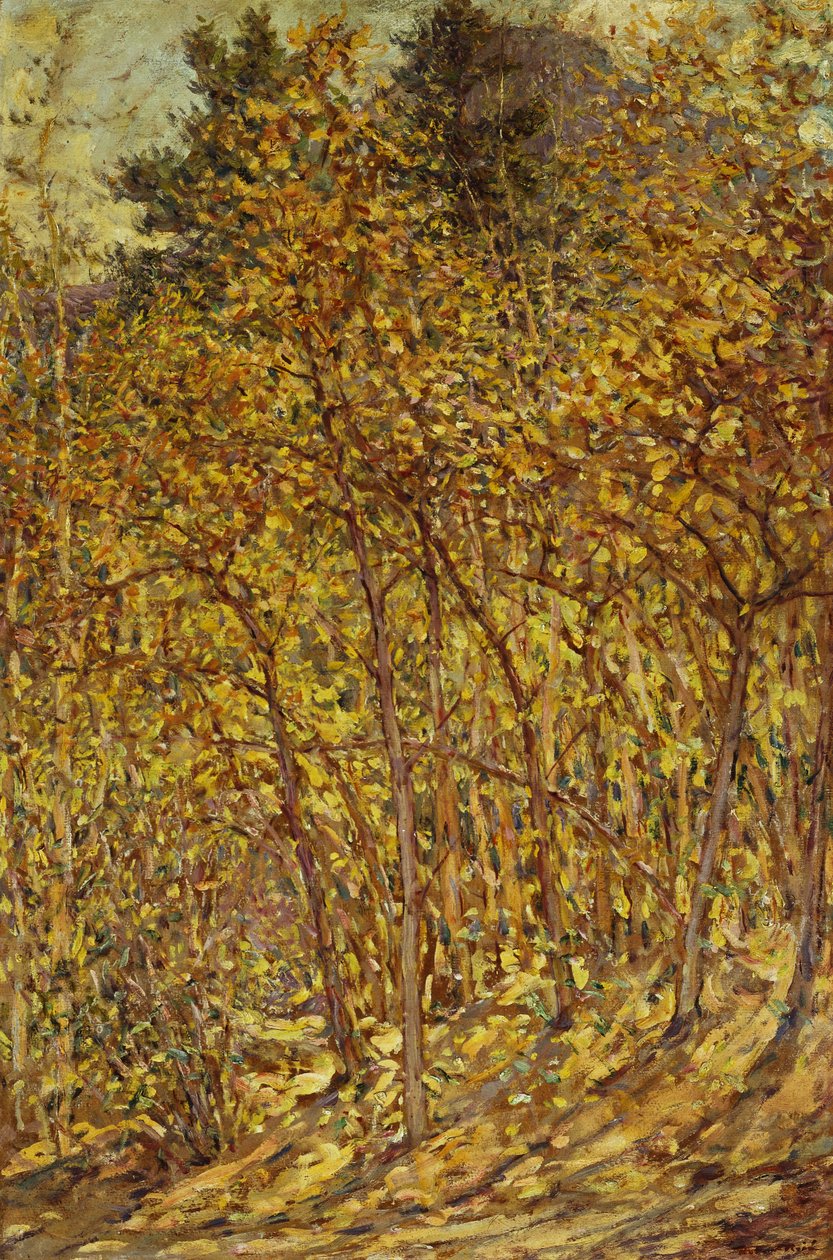 Őszi napfény alkotó: Robert Reid