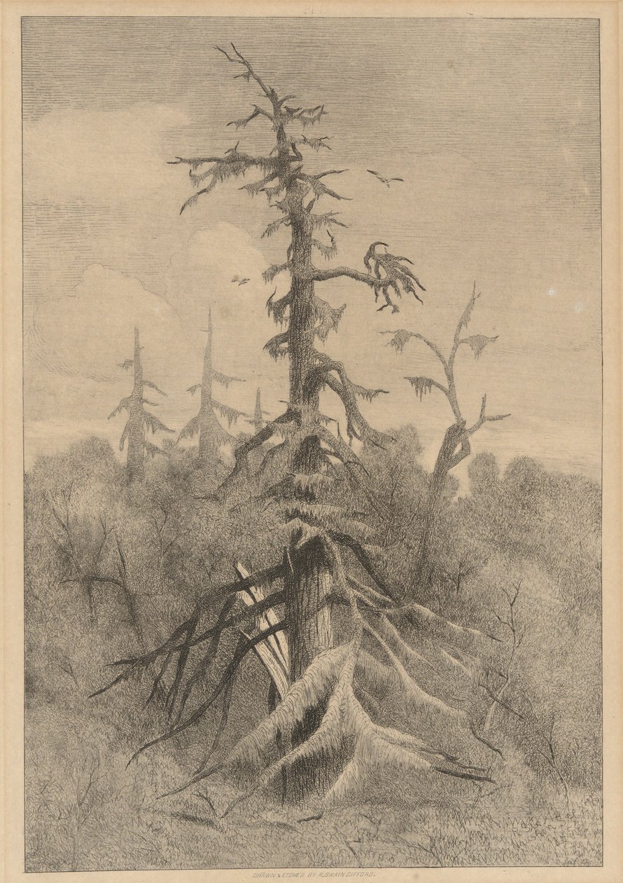 Öreg fák a Naushon-szigeten alkotó: Robert Swain Gifford