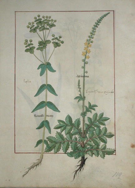 Ms Fr. Fv VI #1 fol.115 Reveille Matin és Agrimonia, illusztráció Mattheaus Platearius (1161 körül) Egyszerű gyógyszerek könyve című művéből, 1470 körül. alkotó: Robinet Testard