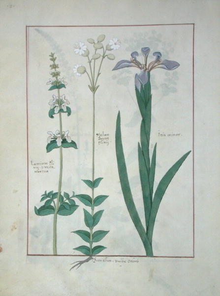 Ms Fr. Fv VI #1 fol.115v Lamium Album vagy fehér holt csalán, Melandryon és Iris Minor, illusztráció Mattheaus Platearius (1161 körül) Egyszerű gyógyszerek könyve című művéből, 1470 körül. alkotó: Robinet Testard