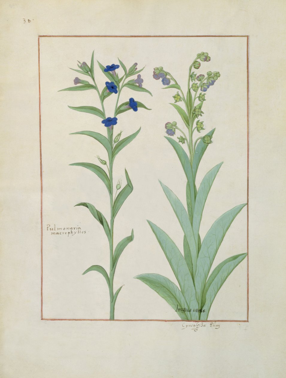 Ms Fr. Fv VI #1 fol.130v Pulmonaria és Lungwort, illusztráció az egyszerű gyógyszerek könyvéből, Mattheaus Platearius (1161 körül) 1470 körül alkotó: Robinet Testard