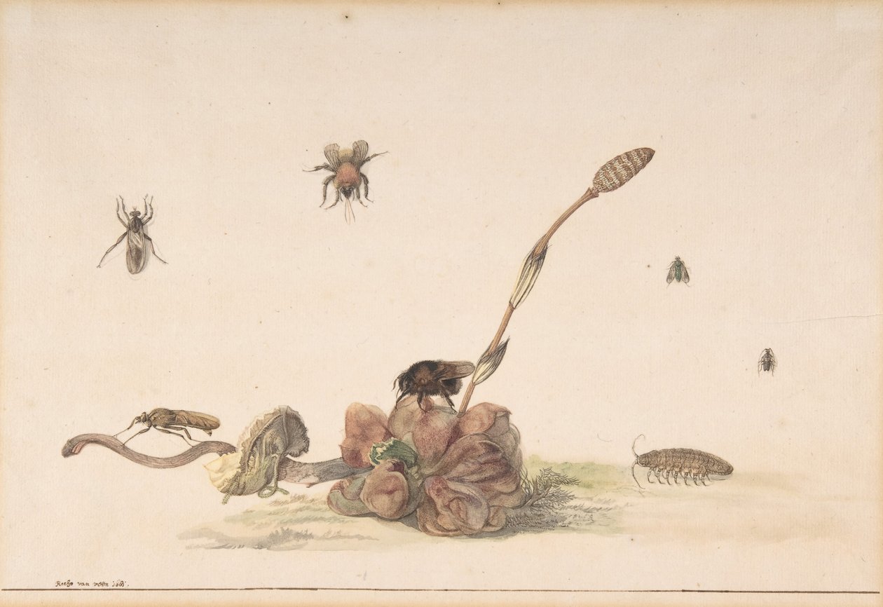 Különféle rovarok egy gomba által, 1681. alkotó: Rochus van Veen