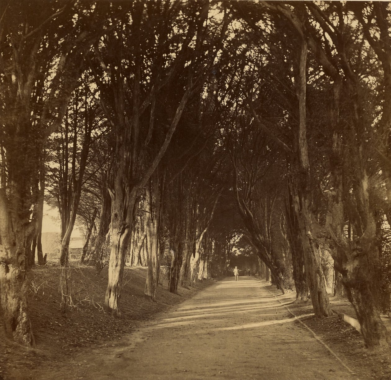 The Dark Walk; Stonyhurst alkotó: Roger Fenton