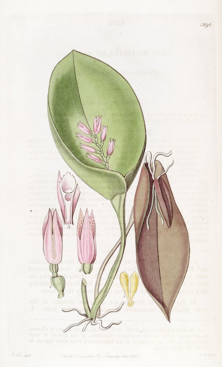 Acianthera prolifera (mint syn. Pleurothallis prolifera) alkotó: S. Watts