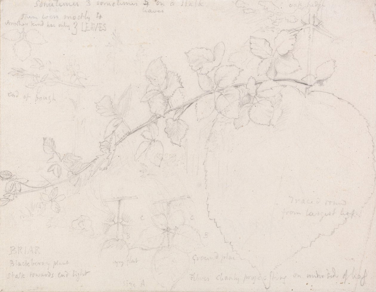 Brambles alkotó: Samuel Palmer