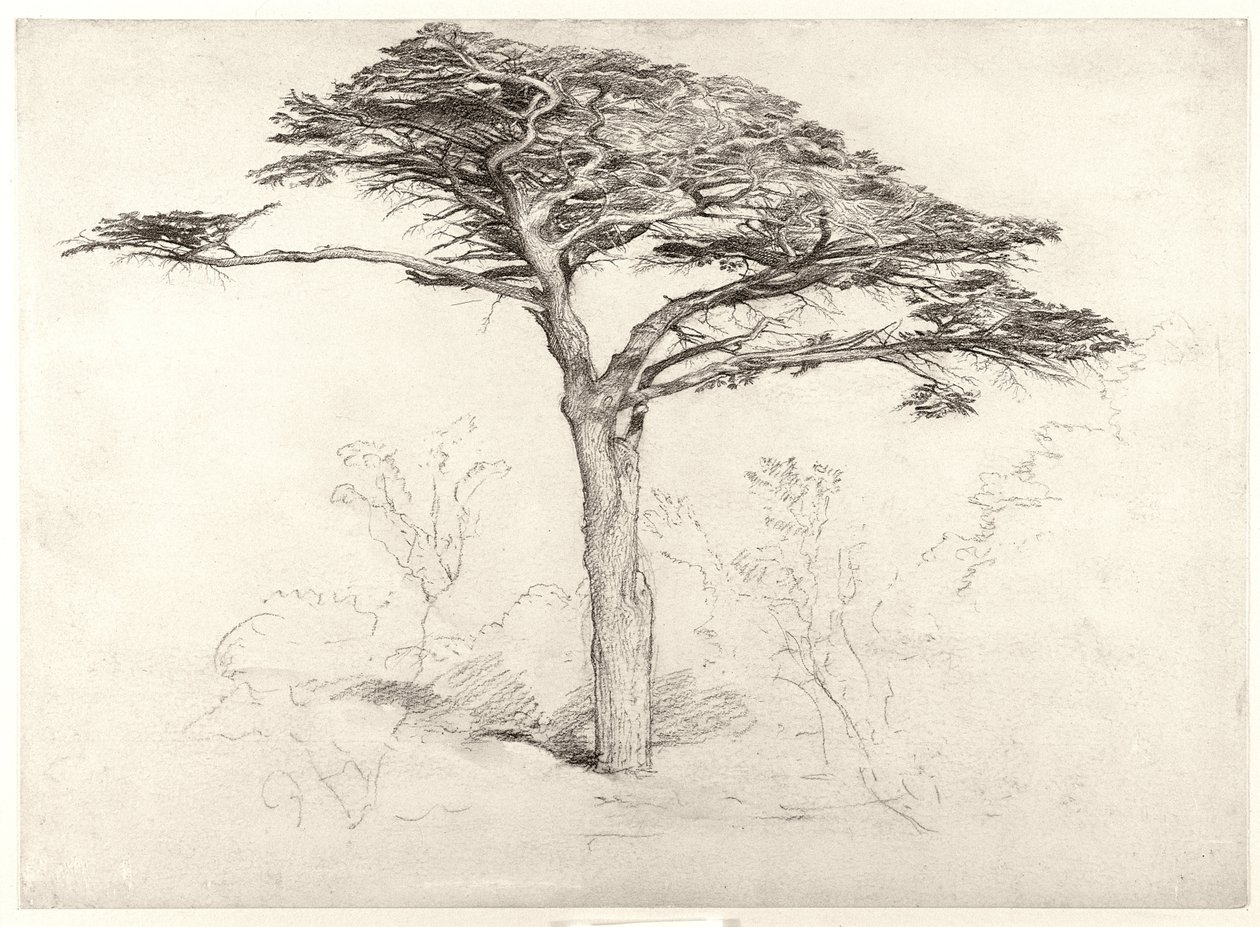Öreg cédrusfa a botanikus kertben, Chelsea, 1854 alkotó: Samuel Palmer