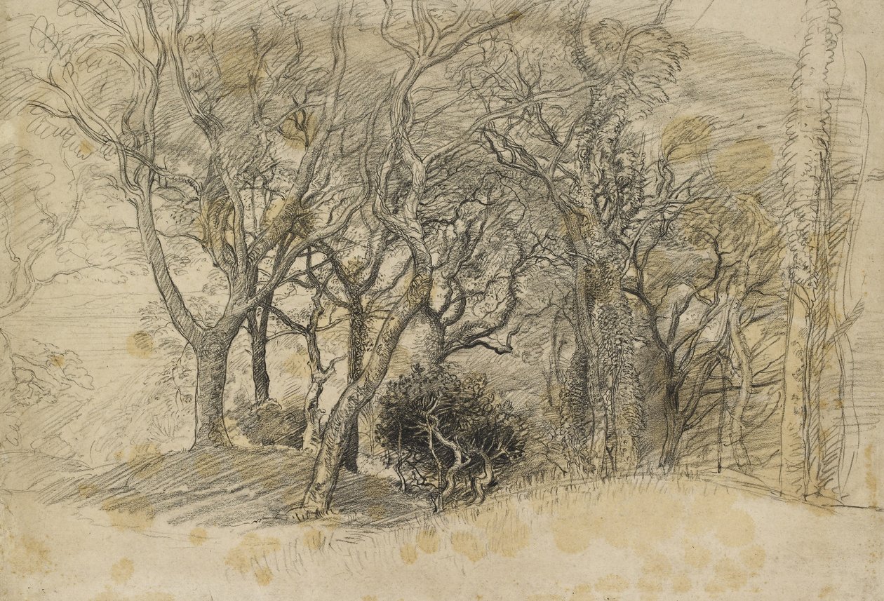 Study of Trees, Clovelly Park, 1834 (fekete kréta halvány szürkés papíron) alkotó: Samuel Palmer