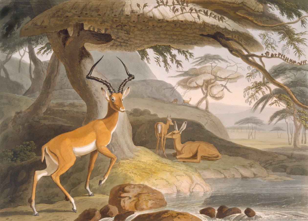 A Pallah alkotó: Samuel (after) Daniell