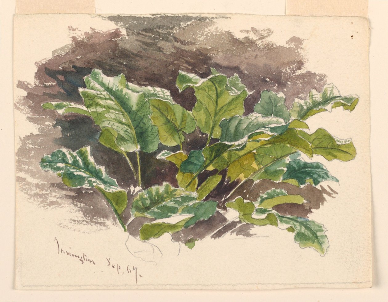 Botanikai tanulmány alkotó: Samuel Colman