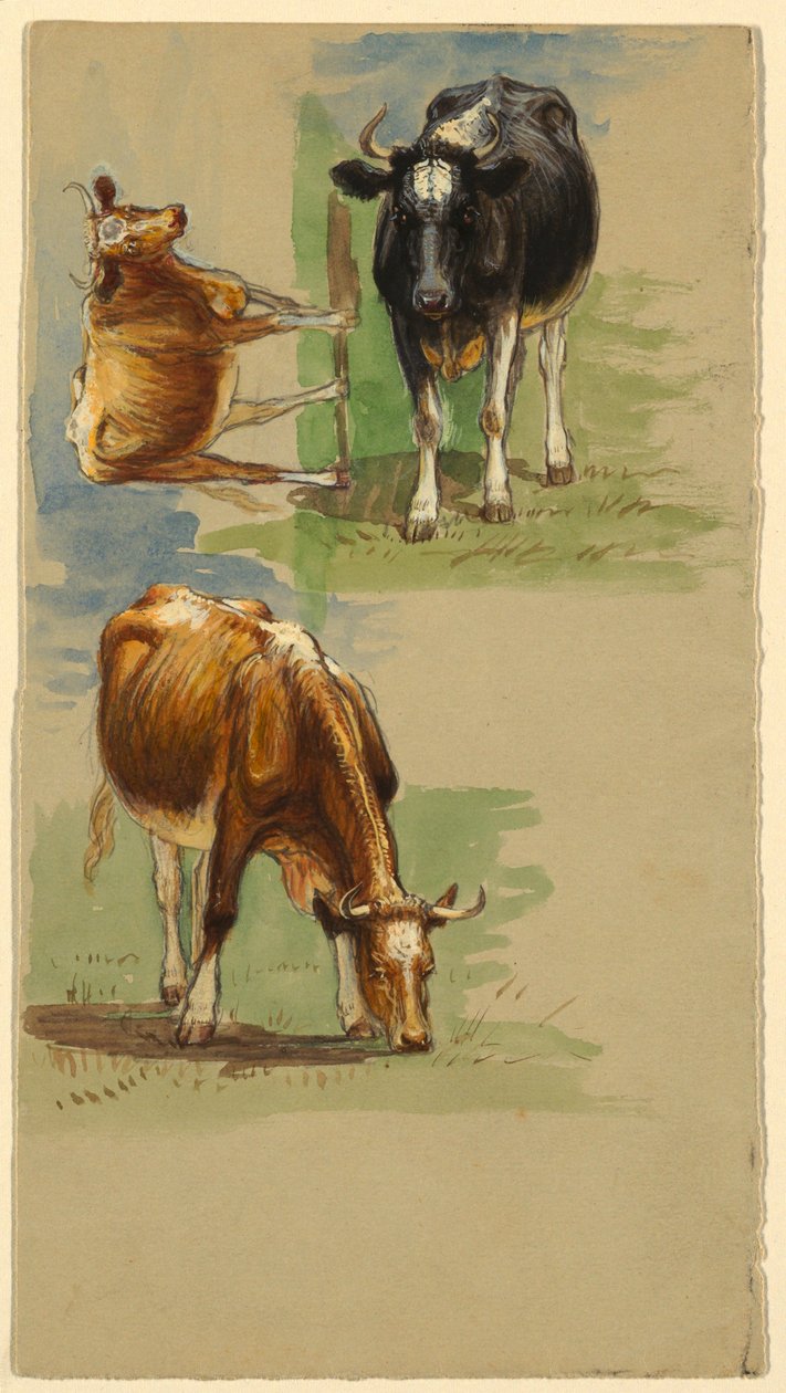 Szarvasmarha, Steers alkotó: Samuel Colman
