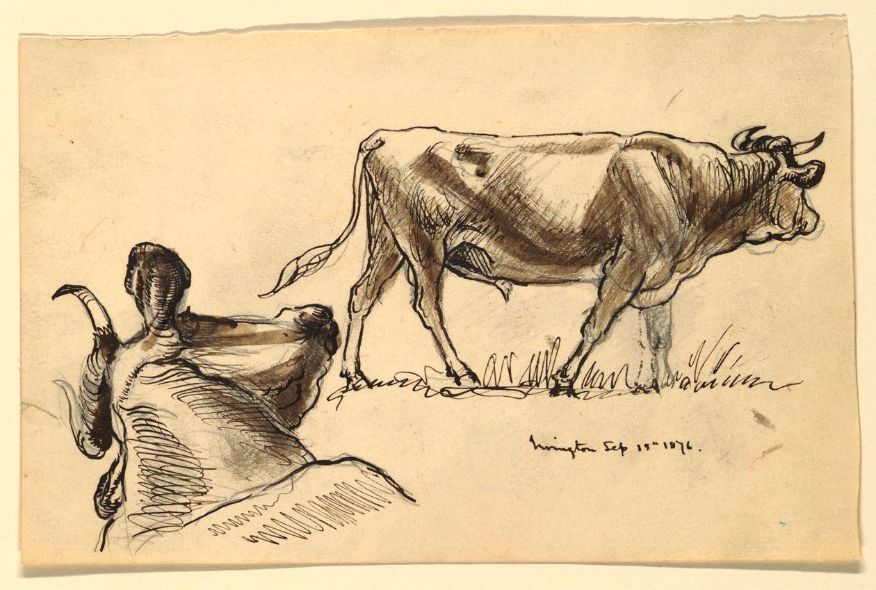Rajz, vázlatok. Szarvasmarha, Irvington, 1876. szeptember alkotó: Samuel Colman
