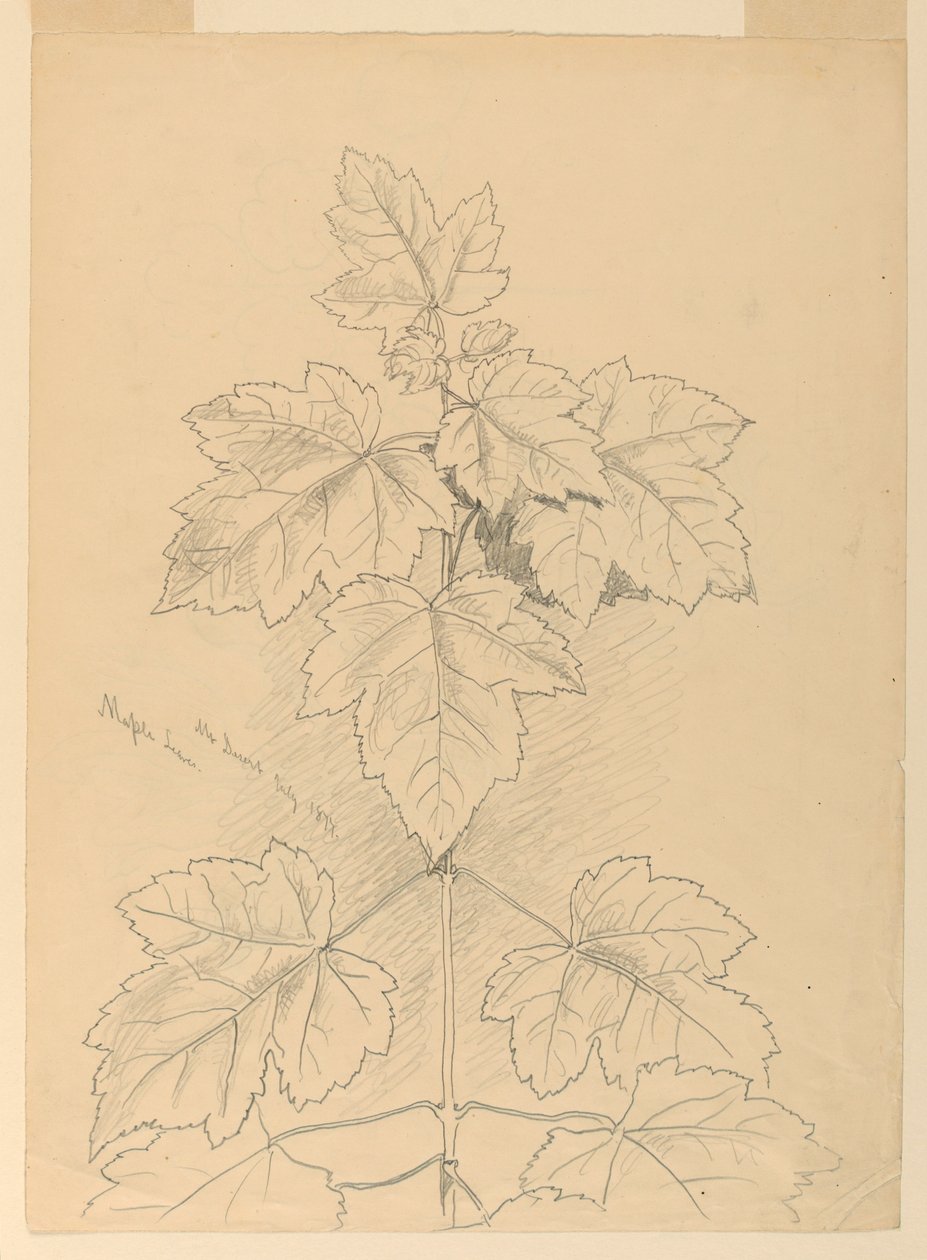 Maple Leaves, Mt. Desert alkotó: Samuel Colman